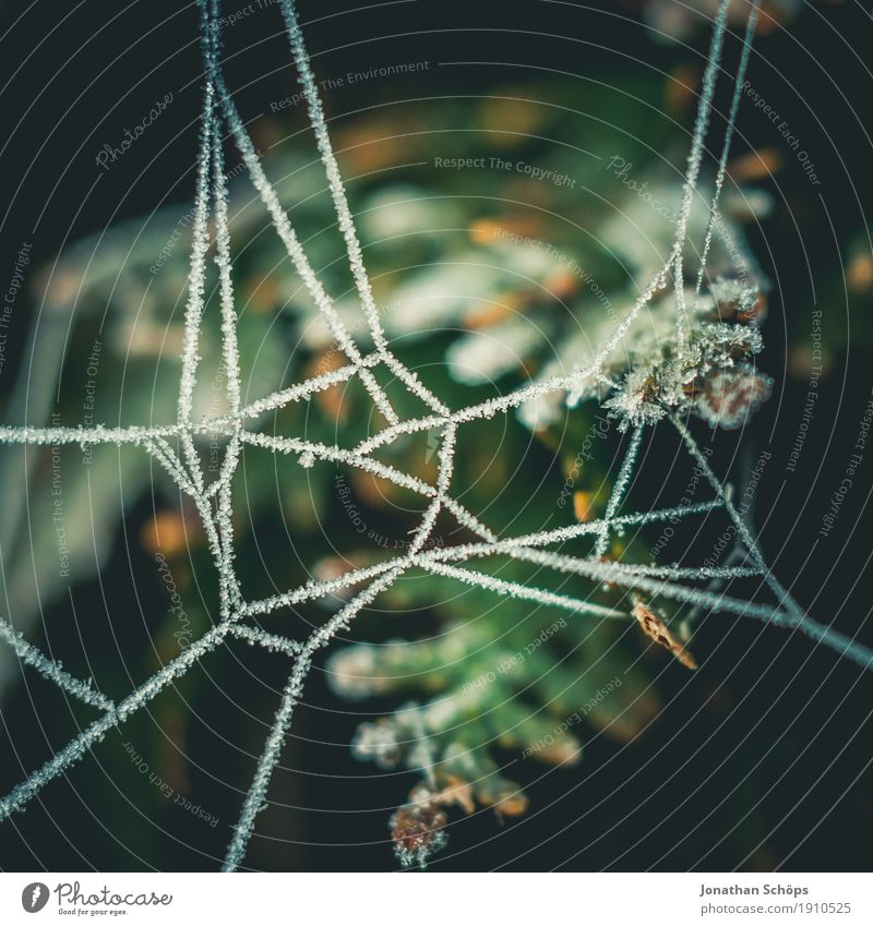 Eisige Spinnweben V Winter Natur Pflanze Herbst Nebel Traurigkeit kalt Trauer Einsamkeit Vergänglichkeit Frost Jahreszeiten Strukturen & Formen Netzwerk