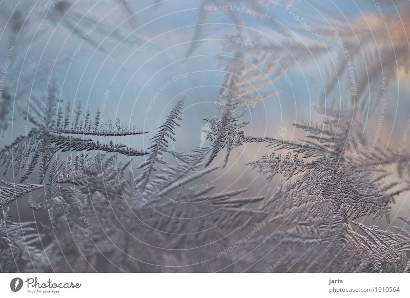 icy Winter Schönes Wetter Eis Frost Glas frieren kalt natürlich Natur Eisblumen Eiskristall Glaskugel Farbfoto Außenaufnahme Nahaufnahme Detailaufnahme