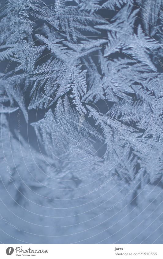 kalte zeiten Winter Eis Frost Glas Eisblumen Eiskristall Außenaufnahme Nahaufnahme Detailaufnahme Makroaufnahme Menschenleer Tag Schwache Tiefenschärfe