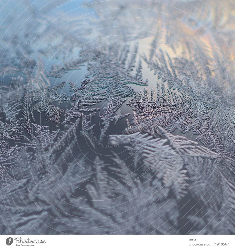 frost Himmel Winter Schönes Wetter Eis Frost Glas fantastisch kalt natürlich Natur Eisblumen Eiskristall Glaskugel Farbfoto Außenaufnahme Nahaufnahme