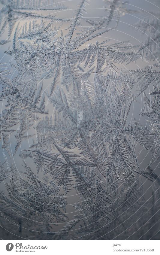 eingefroren Winter Eis Frost Glas kalt natürlich Natur Eisblumen Eiskristall Farbfoto Außenaufnahme Nahaufnahme Detailaufnahme Makroaufnahme Menschenleer Tag