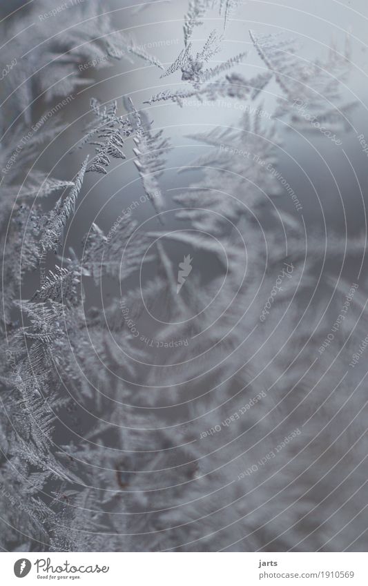 eisig Winter Eis Frost Glas frieren kalt natürlich Natur Eisblumen Eiskristall Glaskugel Außenaufnahme Nahaufnahme Detailaufnahme Makroaufnahme Menschenleer Tag