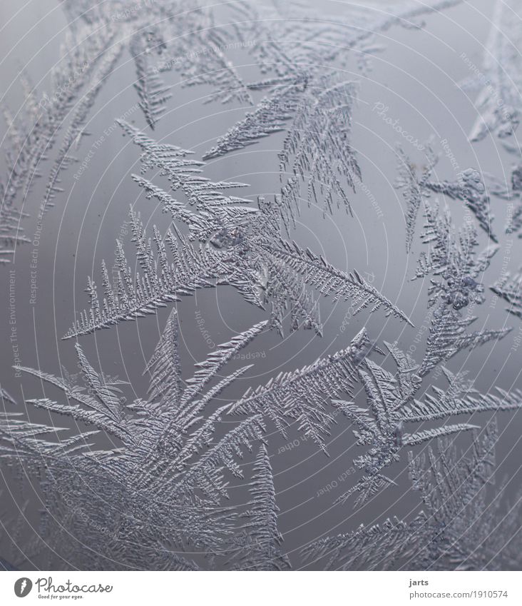 winterblüten Winter Eis Frost Glas fantastisch kalt natürlich Natur Eisblumen Eiskristall Glaskugel Außenaufnahme Nahaufnahme Detailaufnahme Makroaufnahme