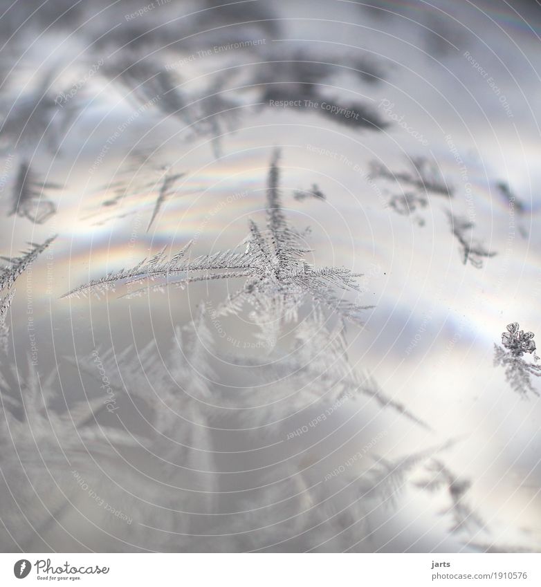 eiszeit Winter Eis Frost Glas fantastisch kalt Eisblumen Eiskristall Glaskugel Außenaufnahme Nahaufnahme Detailaufnahme Makroaufnahme Menschenleer