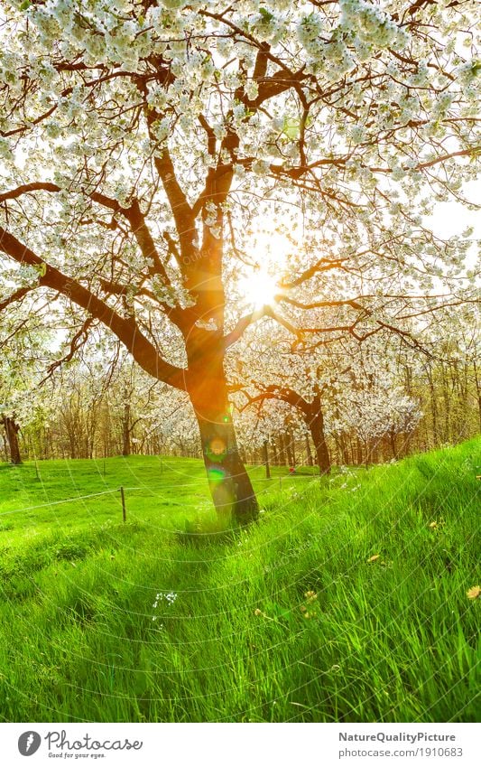 cherry tree Sommer Umwelt Natur Landschaft Pflanze Sonne Sonnenaufgang Sonnenuntergang Sonnenlicht Frühling Schönes Wetter Wärme Garten Park Wiese Feld Hügel