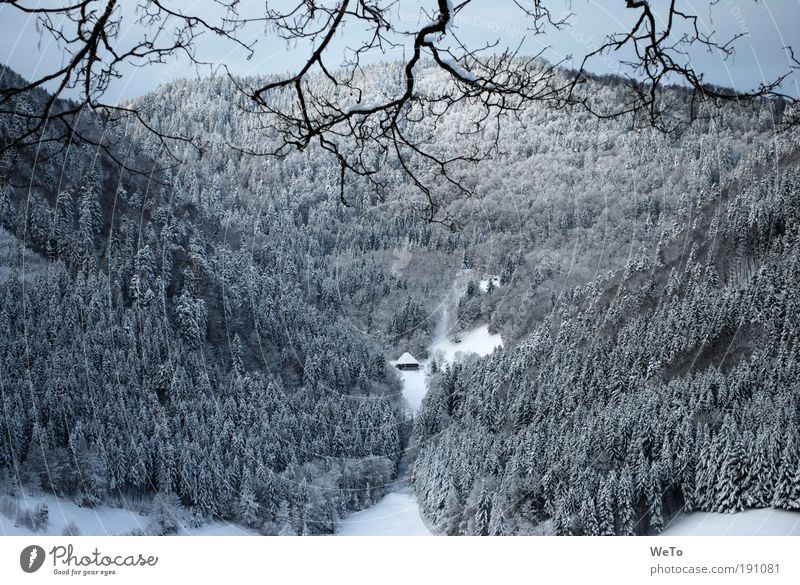 lonesome boor Natur Landschaft Pflanze Winter Schnee Baum Wald Berge u. Gebirge Ferne natürlich schwarz weiß ruhig träumen Sehnsucht Einsamkeit