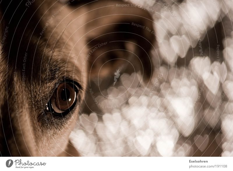 Bokehhund Tier Haustier Hund Tiergesicht Fell 1 Metall Zeichen Herz Gefühle Zufriedenheit Vertrauen Tierliebe dankbar Unschärfe Farbfoto Innenaufnahme