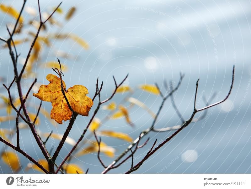 Halt geben harmonisch Wohlgefühl Zufriedenheit Erholung ruhig Natur Herbst Schönes Wetter Baum Blatt Herbstlaub herbstlich Herbstwald Herbstbeginn Herbstwetter