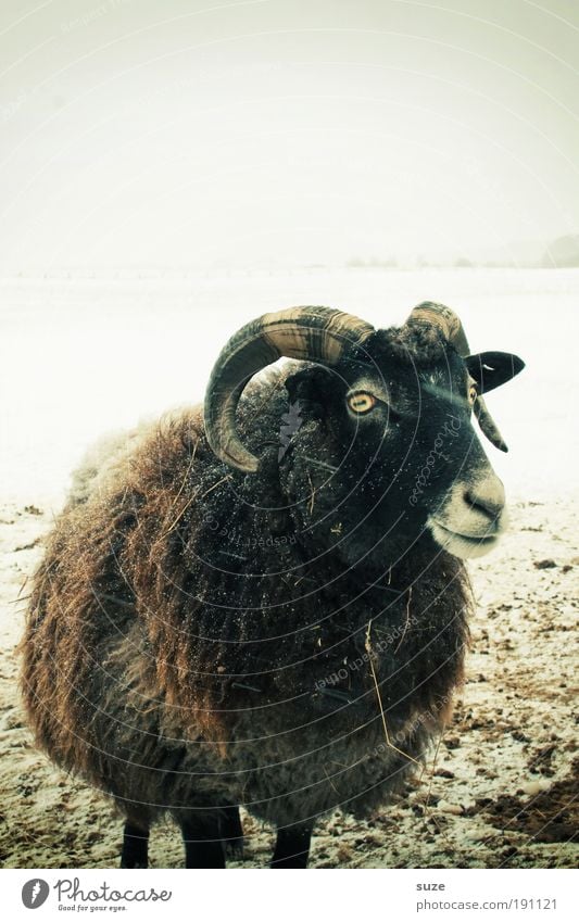 Bock auf Rügen Natur Tier Winter Nutztier 1 kalt Neugier braun Schaf Schafsbock Horn Wolle Viehhaltung Tierhaltung Schwarzes Schaf überwintern Schnee
