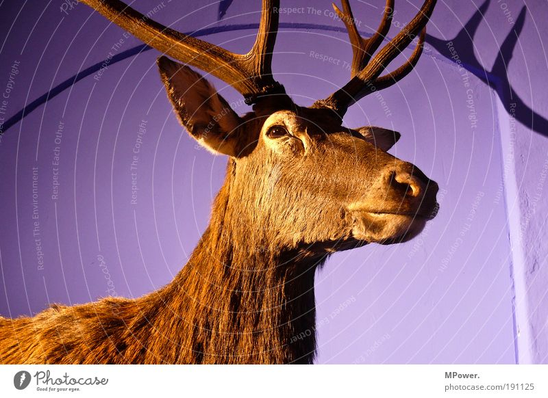 Rotwild Tier Wildtier Fell violett Hirsche Horn Farbfoto Innenaufnahme Nahaufnahme Tierporträt