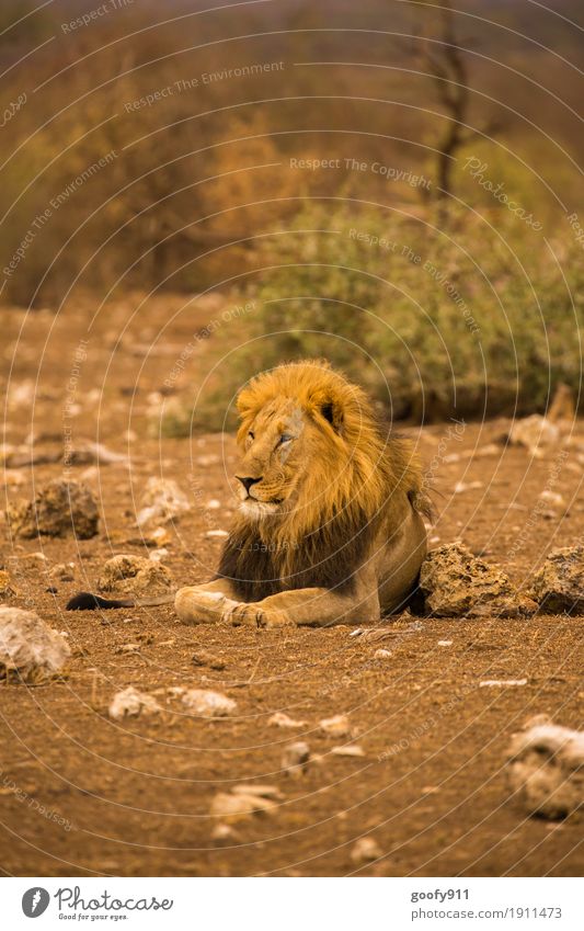 Der König Umwelt Natur Landschaft Urelemente Erde Sand Wärme Dürre Wüste Nationalpark Südafrika Afrika Tier Wildtier Tiergesicht Krallen Pfote Löwe Löwenmähne 1