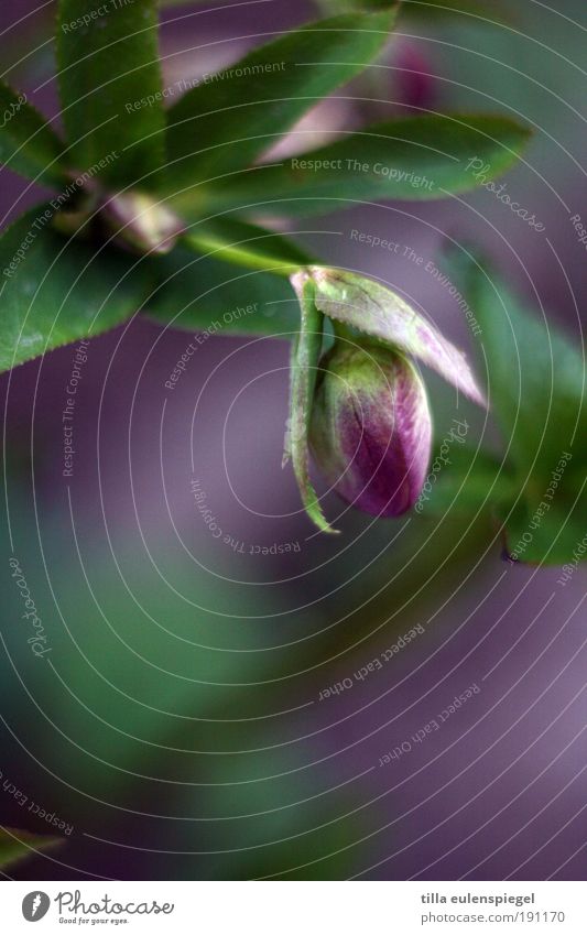 lila Umwelt Natur Pflanze Blüte Wachstum Duft schön natürlich wild grün violett ästhetisch Farbe Idylle ruhig Pfingstrose Blühend Farbfoto Außenaufnahme