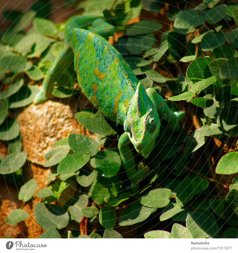 Jemenchamäleon (Chamaeleo calyptratus) Natur Grünpflanze Tier Haustier Wildtier beobachten Jagd exotisch grün Farbfoto Außenaufnahme Tierporträt