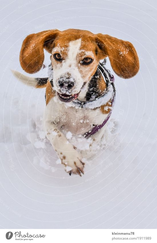 Beagle im Schnee elegant Freude Glück schön Freizeit & Hobby Ausflug Winter Umwelt Natur Klima Wetter Eis Frost Schneefall Garten Feld Dorf Menschenleer Tier