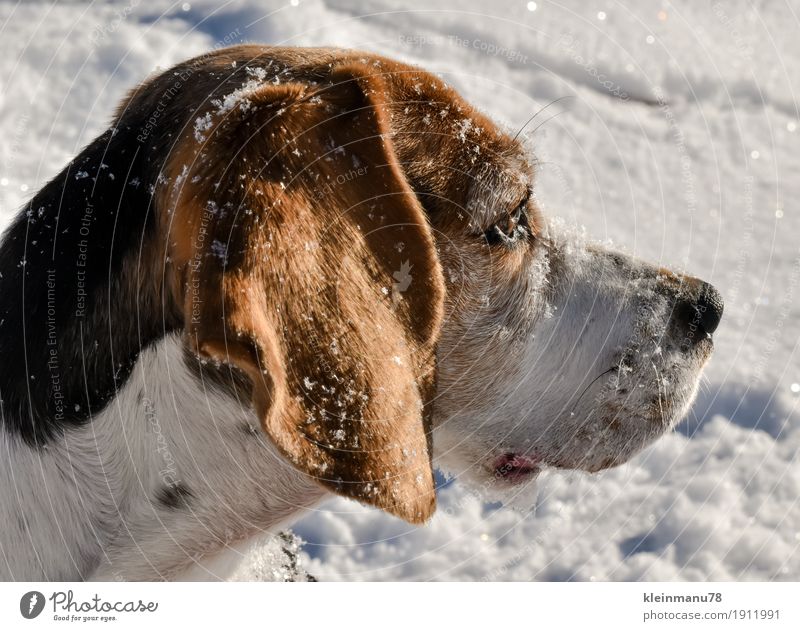 Beagle im Seitenprofil elegant Freude Glück harmonisch Erholung Freizeit & Hobby Sonne Sonnenbad Winter Schnee Winterurlaub wandern Fitness Sport-Training Natur