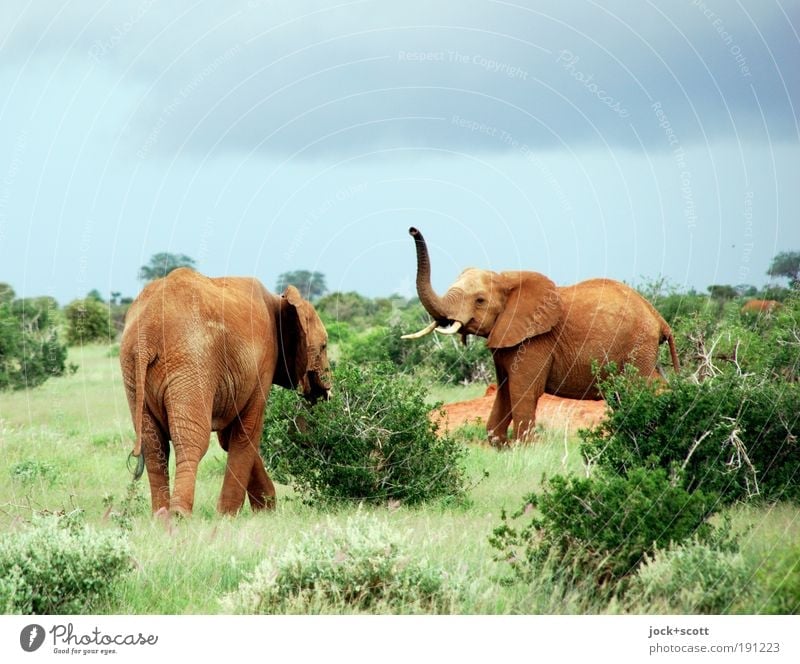 Jambo - jambo Safari Tier Himmel Gewitterwolken Sträucher exotisch Savanne Wildtier Elefant Gefühle Gelassenheit Idylle Kommunizieren Begrüßung Rüssel begegnen