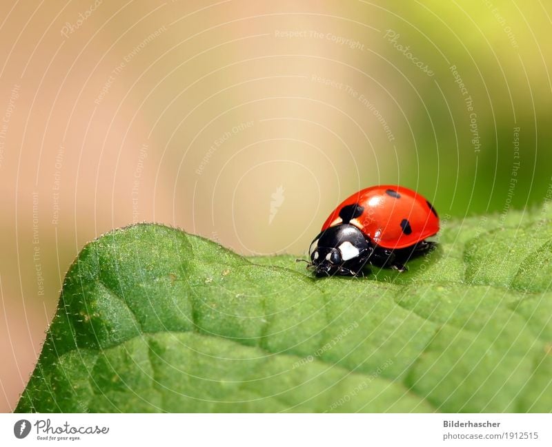 Marienkäfer grün Insekt Glücksbringer rot Blatt Natur Pflanze Nahaufnahme Sommer Makroaufnahme Farbe Freude Käfer krabbeln gepunktet Textfreiraum