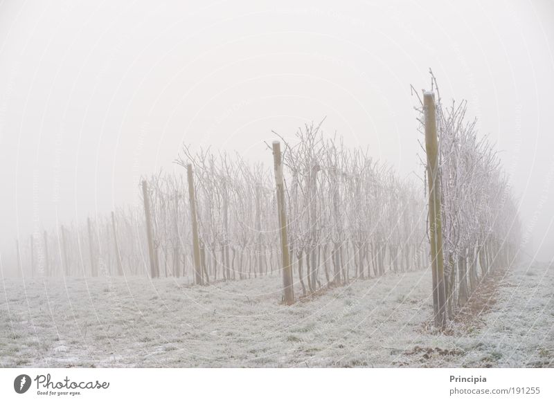 Weinberg im Morgennebel Winter Umwelt Natur Landschaft Eis Frost Pflanze Feld grau Romantik ruhig Trauer träumen Nebel Gedeckte Farben Außenaufnahme