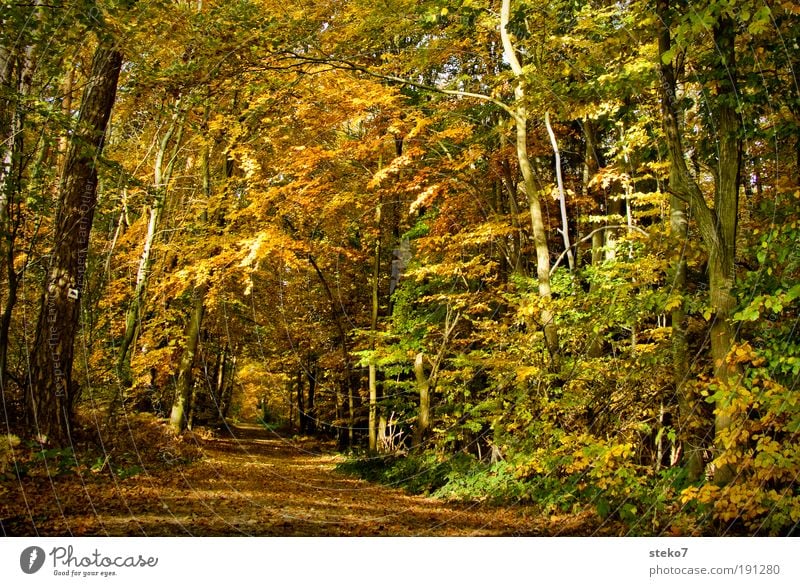 Weg in den Herbst Schönes Wetter Wald Erholung Duft Sauberkeit trocken braun gelb gold ästhetisch Einsamkeit Idylle Wege & Pfade Fußweg Forstweg goldgelb