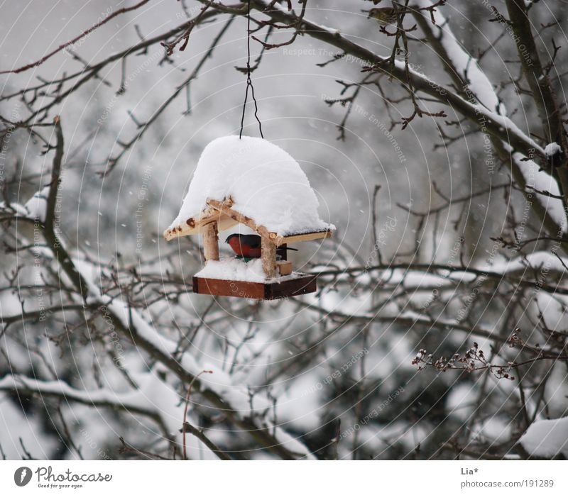 Dach überm Kopf Eis Frost Schnee Vogel 1 Tier hocken kalt Schutz Futterhäuschen Farbfoto Außenaufnahme Tag Kälteschutz Menschenleer