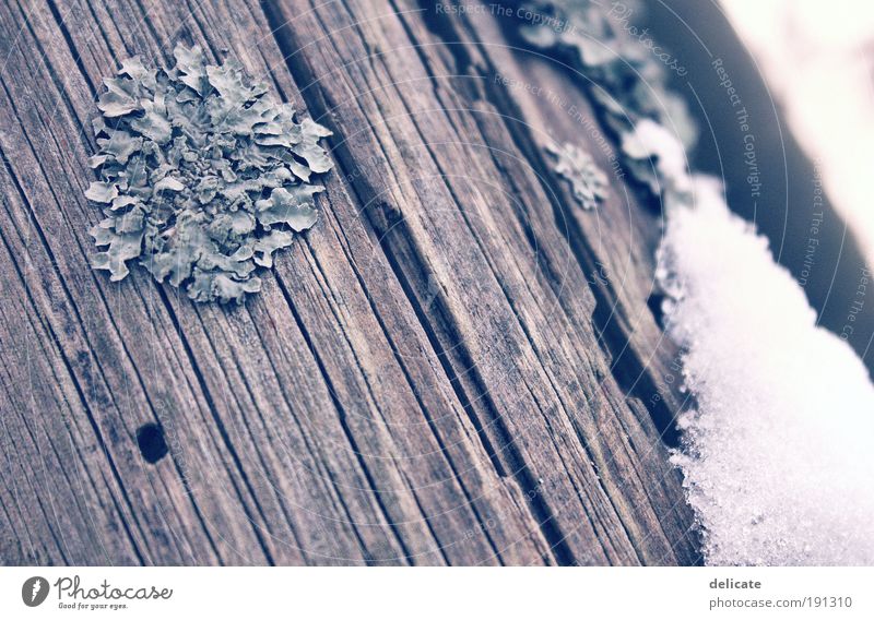 WoodnSnow Winter Eis Frost Schnee Holz blau braun grau weiß Gedeckte Farben Außenaufnahme Makroaufnahme Menschenleer