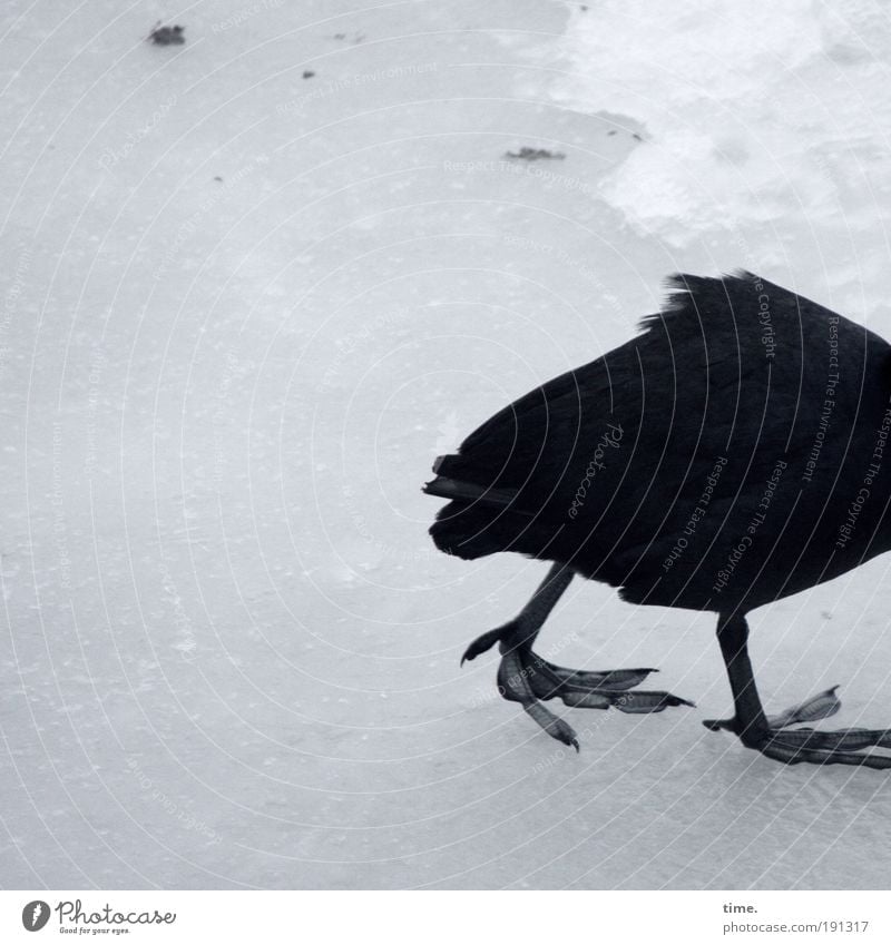Winterdepression Schnee Eis Frost Vogel laufen Traurigkeit kalt schwarz Scholle gefroren Tierfuß Beine Feder Blässhuhn gebeugt aufgeplustert trüb schliddern