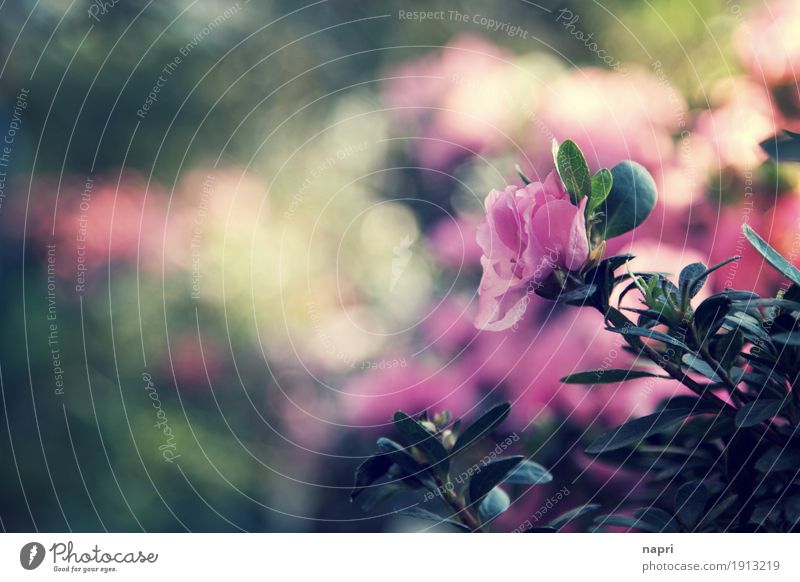 Eine wie keine Pflanze Blatt Blüte Grünpflanze Rhododendron rosa Idylle Natur Stimmung Blühend Textfreiraum 1 grün Schwache Tiefenschärfe Blumenbeet Garten