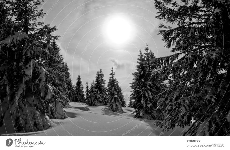 Winterwald Ferien & Urlaub & Reisen Ausflug Freiheit Schnee Winterurlaub Berge u. Gebirge Skier Skipiste Natur Klima Wetter Eis Frost Wald Schneebedeckte Gipfel