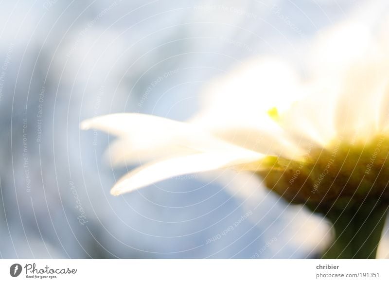 Sommer vor der Tür Natur Pflanze Schönes Wetter Blume Margerite Gänseblümchen Blühend Duft glänzend leuchten ästhetisch hell schön nah blau gelb weiß Glück