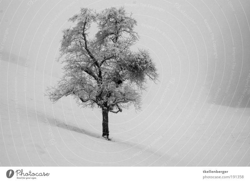 winter never ends Natur Wasser Winter schlechtes Wetter Nebel Eis Frost Schnee Baum Wiese frieren kalt natürlich trist grau schwarz weiß träumen Sehnsucht
