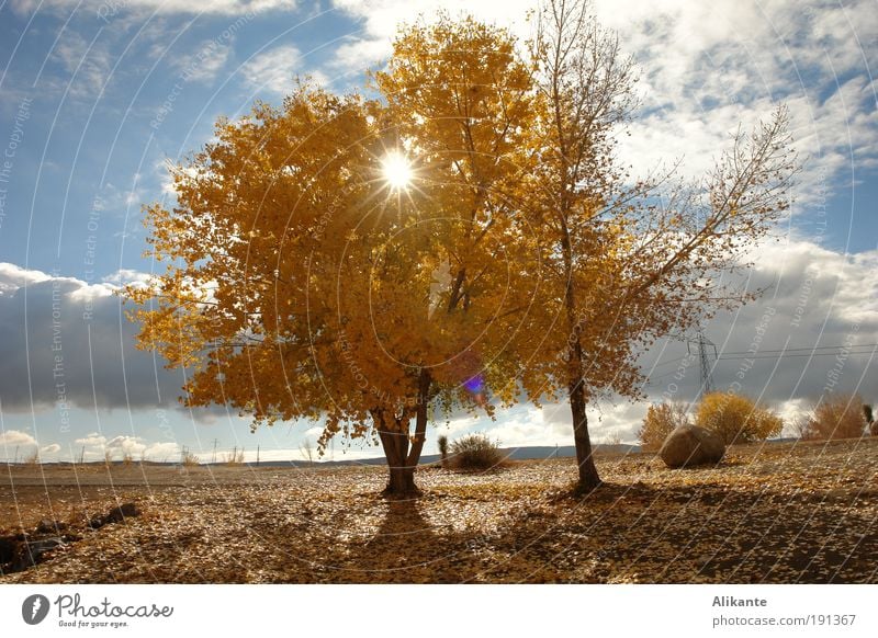 nachmittags Umwelt Natur Landschaft Erde Himmel Wolken Sonne Sonnenlicht Herbst Schönes Wetter Baum Blatt atmen Denken Blick leuchten ästhetisch gigantisch