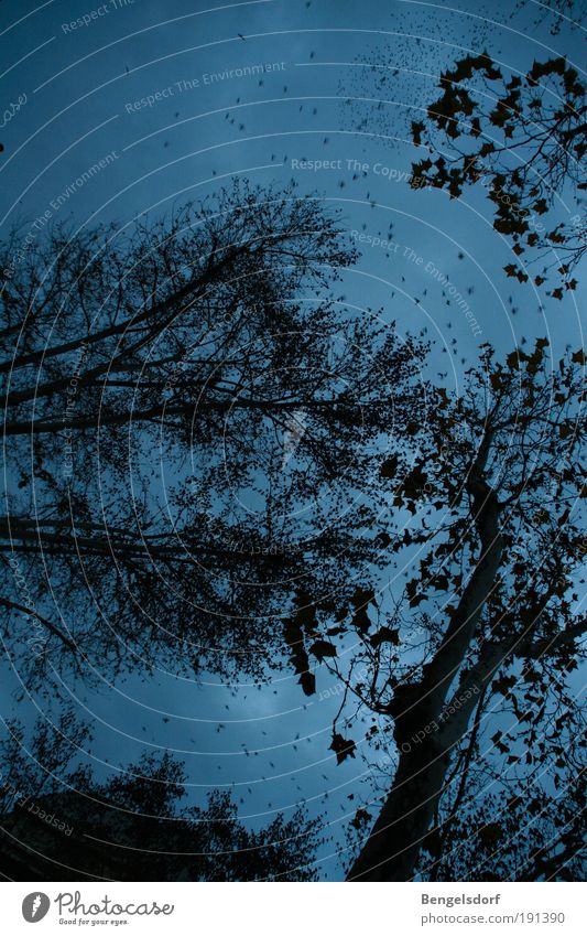Um Mitternacht bei den drei Eichen Ausflug Natur Luft Himmel Wolken Nachthimmel Stern schlechtes Wetter Sturm Regen Baum außergewöhnlich bedrohlich dunkel