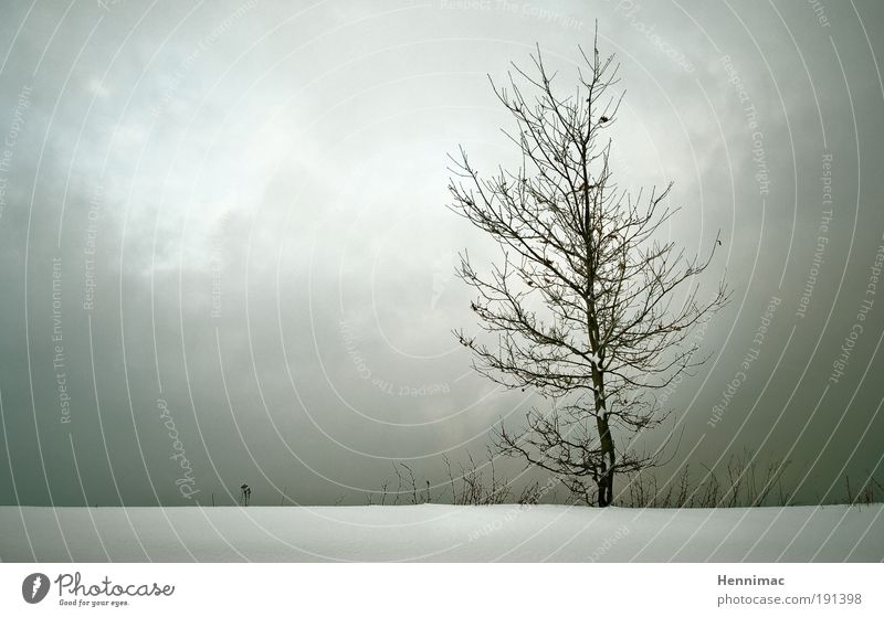Weniger ist mehr. Natur Landschaft Wolken Horizont Winter Baum frieren Traurigkeit Wachstum kalt braun grau weiß Gefühle Stimmung Trauer Sehnsucht Einsamkeit