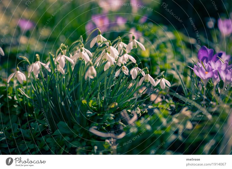 Schneeglöckchen und Krokusse Natur Pflanze Erde Sonne Frühling Klima Schönes Wetter Blume Gras Blüte Wildpflanze Blütenpflanze Liliengewächse Amaryllisgewächse