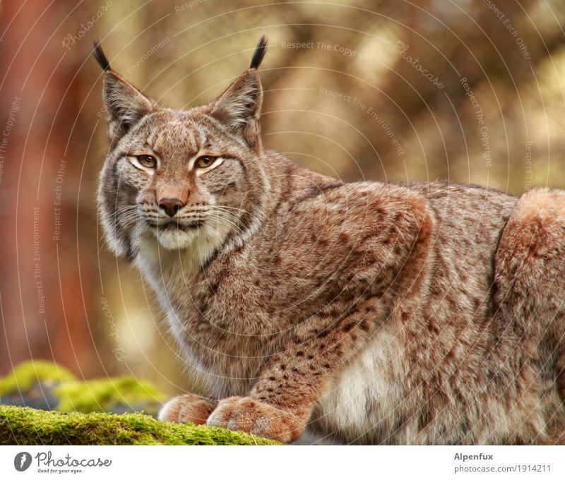 Lynx Lynx Tiergesicht Fell Krallen Pfote Zoo Luchs 1 sportlich kuschlig Kraft Tatkraft ästhetisch elegant Gelassenheit Konzentration Stolz Farbfoto