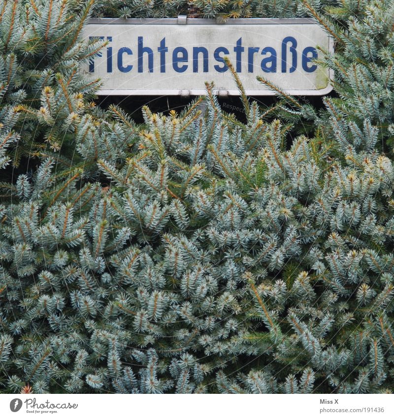 Ach nee, was sonst? Natur Sommer Pflanze Baum Sträucher Garten Dorf Kleinstadt Straße Wege & Pfade Schilder & Markierungen lustig Fichte Farbfoto
