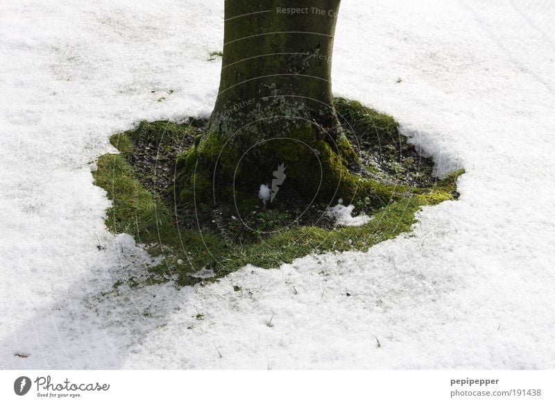 Frühlings-Insel Natur Erde Winter Klima Klimawandel Wetter Schönes Wetter Eis Frost Schnee Park Menschenleer grün weiß Baum Gedeckte Farben Außenaufnahme