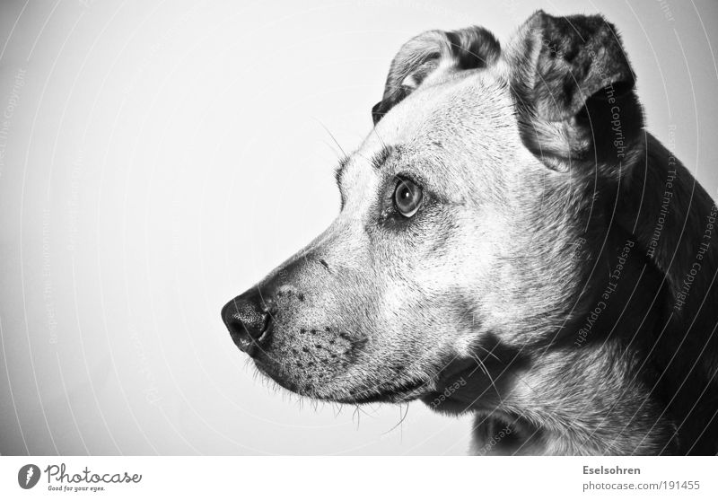 Flash Tier Haustier Hund Fell 1 beobachten Denken hören Blick Neugier niedlich Überraschung Misstrauen Schwarzweißfoto Innenaufnahme Textfreiraum links