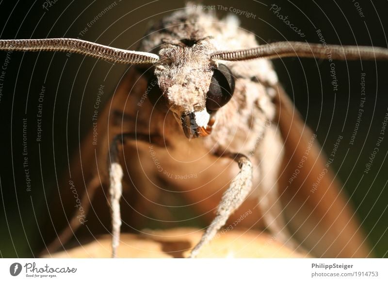 Auf einem Pilz sitzende Motte Natur Tier Schönes Wetter 1 hocken Insekt Fühler Behaarung Makroaufnahme Farbfoto Außenaufnahme Menschenleer Tag Tierporträt
