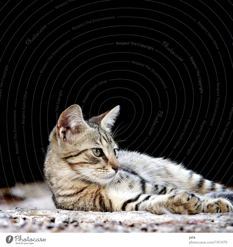 Kleiner Tiger Katze Tiergesicht Fell Wärme wild weich Farbfoto Außenaufnahme Textfreiraum oben Tag Licht Tierporträt