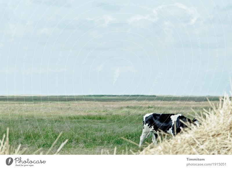 genießen | stille Tage in DK. Umwelt Natur Landschaft Pflanze Tier Himmel Wolken Schönes Wetter Gras Dänemark Kuh 1 Fressen blau grün Horizont Stroh ruhig