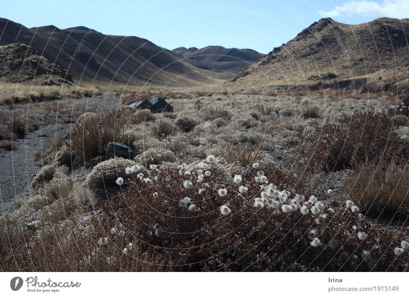 Gobi Herbst Landschaft Sträucher Wildpflanze Wüste Mongolei Unendlichkeit braun grau Abenteuer Freiheit Natur Verfall Vergänglichkeit Ferne leer Gedeckte Farben