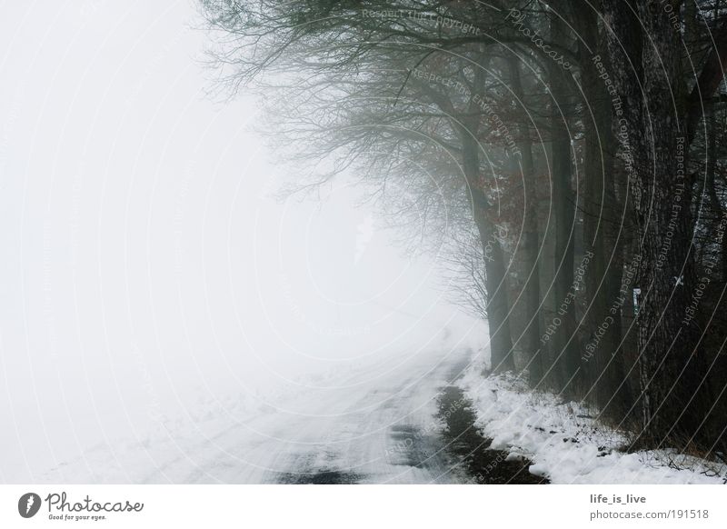 auf dem Weg ins Ungewisse ruhig Ferne Freiheit Winter Schnee Natur Nebel Wald Menschenleer frieren träumen Unendlichkeit kalt trist Stimmung Traurigkeit