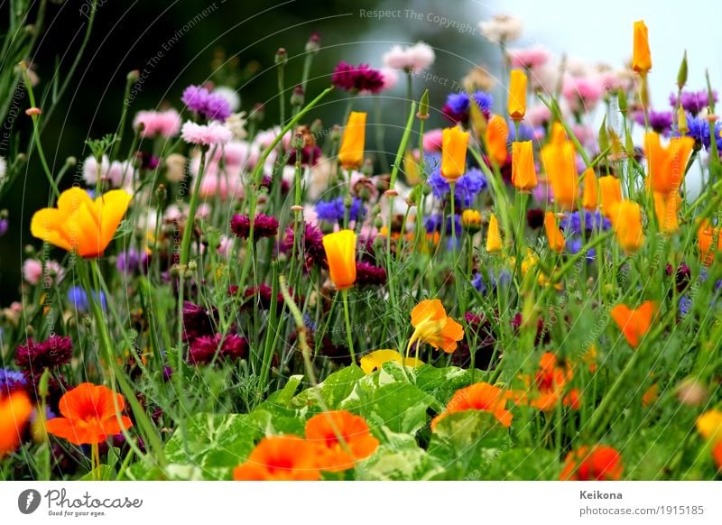 Summer flower meadow in bright colours. Picknick Freude Glück Sinnesorgane Ferien & Urlaub & Reisen Ausflug Freiheit Sommerurlaub Natur Landschaft Pflanze Blume
