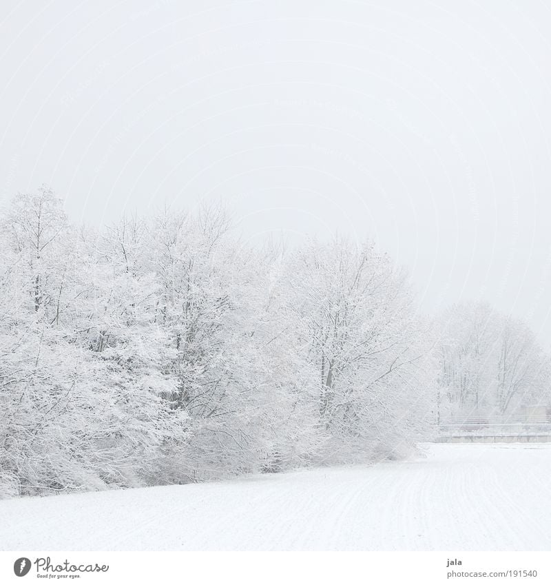 winter world Natur Landschaft Himmel Winter Schnee Baum Sträucher Park Feld kalt Gedeckte Farben Außenaufnahme Menschenleer Textfreiraum oben Textfreiraum unten