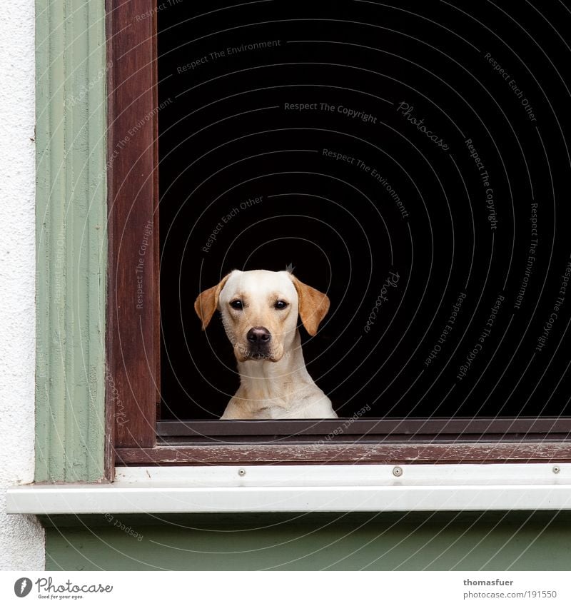 Hypnose Wohnung Fenster Tier Haustier Hund Tiergesicht 1 beobachten sitzen warten Häusliches Leben bedrohlich Neugier grün schwarz weiß Schutz Tierliebe