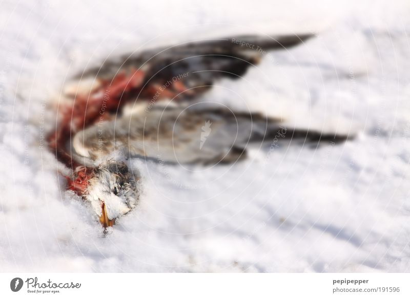 den Winter nicht überlebt Natur Sonne Sonnenlicht Wetter Eis Frost Schnee Garten Park Tier Vogel Taube 1 dehydrieren kaputt friedlich Trauer Tod Schmerz