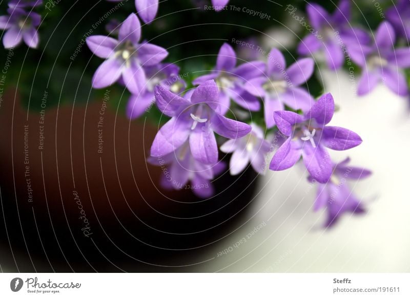 Vorboten des Frühlings Glockenblume Campanula Glockenblumen Frühlingsblume Frühlingsblumen Topfpflanze blühen violett lila dezent erblühen fein Dekoration