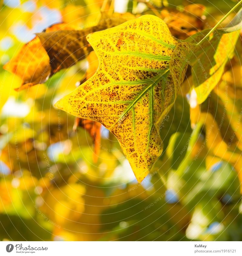 Herbstleuchten Natur Pflanze Baum Blatt natürlich braun gelb grün ästhetisch Verfall Vergänglichkeit Herbstlaub leuchtende Farben Stimmung Farbfoto Muster Abend
