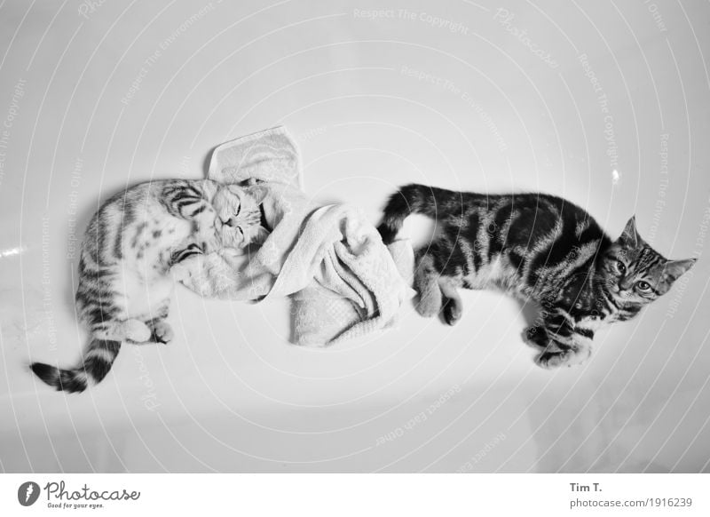 Waschtag Tier Haustier Katze 2 Tierpaar Tierjunges Tierfamilie Wellness Innenaufnahme Menschenleer Textfreiraum oben Textfreiraum unten Abend Kunstlicht